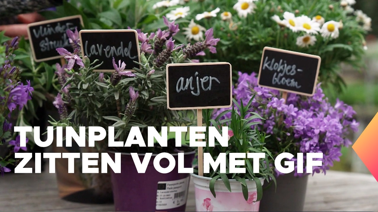 Driekwart insectvriendelijke tuinplanten blijkt giftig voor insecten