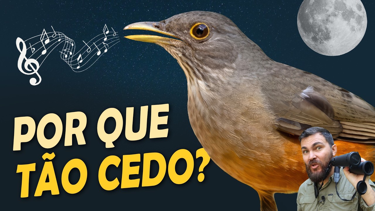 SABIÁ CANTANDO À NOITE? Ouça o canto melódico do sabiá-laranjeira!