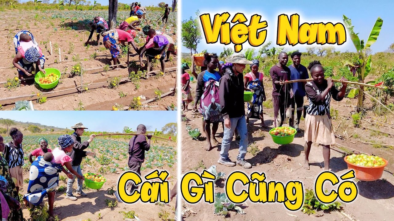 Sao Người Việt Nam THỨ GÌ CŨNG CÓ Vậy? Thu Hoạch Nông Sản Việt Bằng Nông Cụ Việt! Lạ Lẫm!