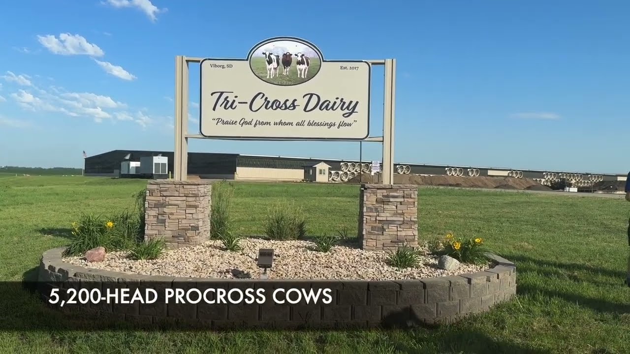 Tri-Cross Dairy - ProCROSS herd, South Dakota, USA