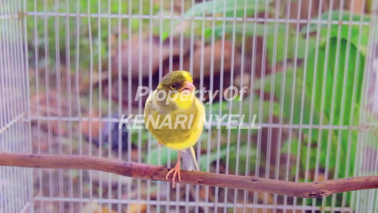Ampuh Rangsang Kenari Cepat Bunyi 100% RESPON❗Suara Pancingan KENARI PaUd terapi AMPUH Kenari MACET