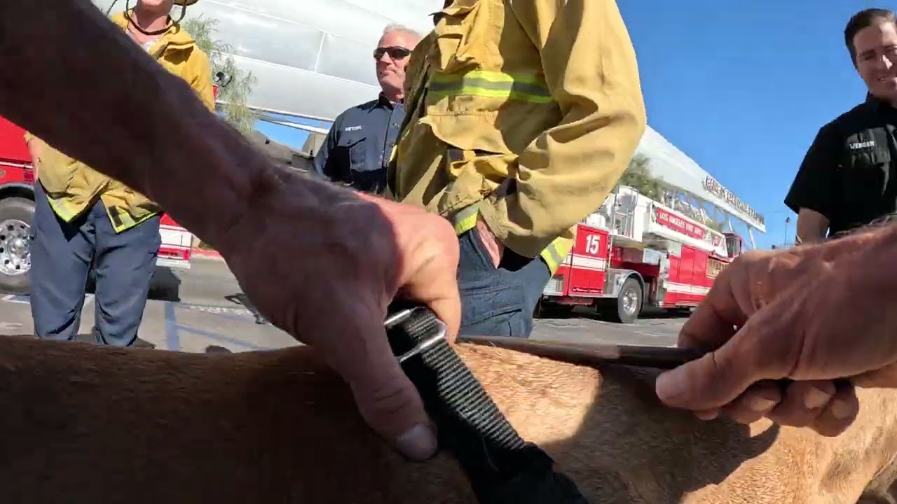 Cash 2.0 Great Dane at the 2022 Los Angeles Safety and Preparedness Fair (1 of 4)