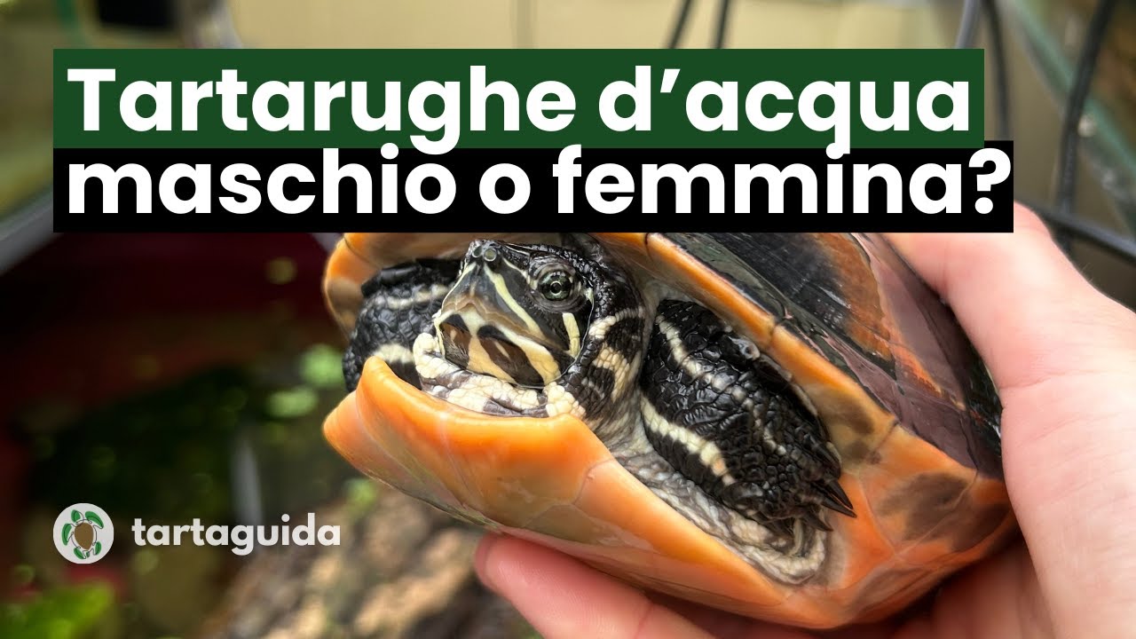 Tartaruga d'acqua dolce: MASCHIO o FEMMINA? Come riconoscerle