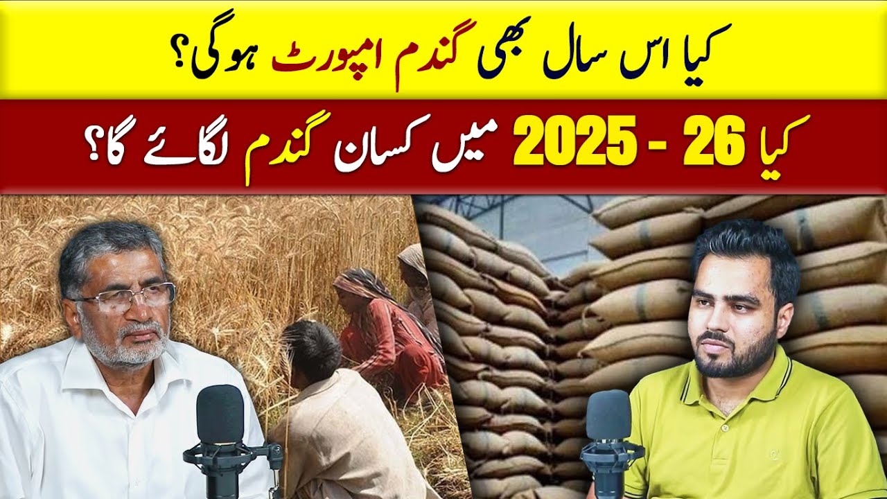 Will Farmers Grow Wheat in 2025 26? | Pakistan Mein Gandum Ki Shortage!