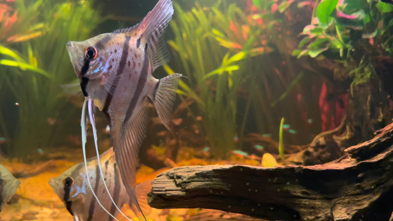 Südamerika „Amazonas“ Aquarium (Folge 1) | 4K Video