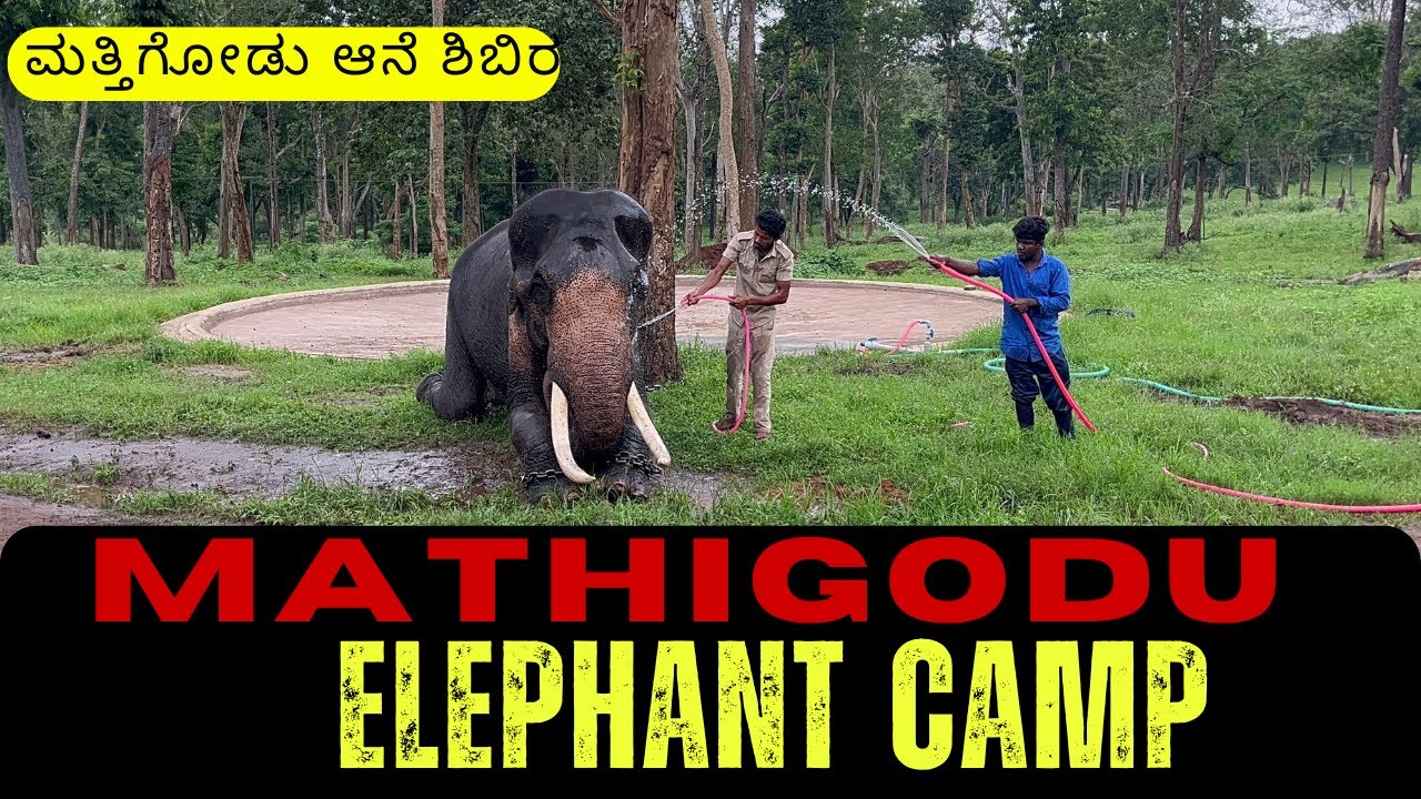 Mathigodu Elephant Camp | ಮತ್ತಿಗೋಡು ಆನೆ ಶಿಬಿರ | Abhimanyu | Bheema