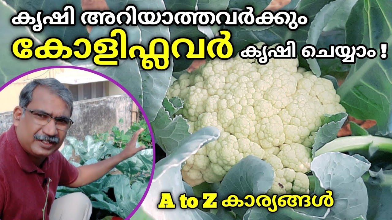 🌱 കോളിഫ്ലവർ ഗ്രോബാഗിൽ എങ്ങനെ കൃഷി ചെയ്യാം ?  🌱 | How to Grow Cauliflower at Home | Krishitips