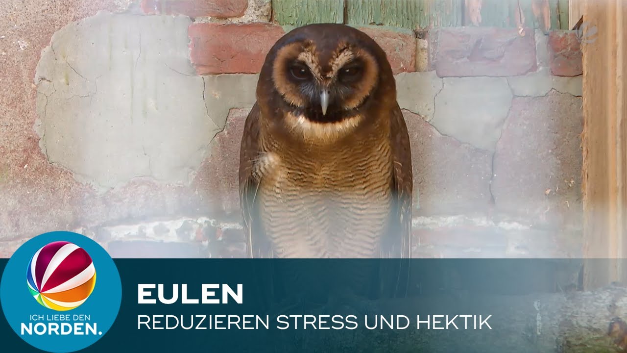 Eulenexpertin erklärt, warum Eulen gegen Stress und Hektik helfen