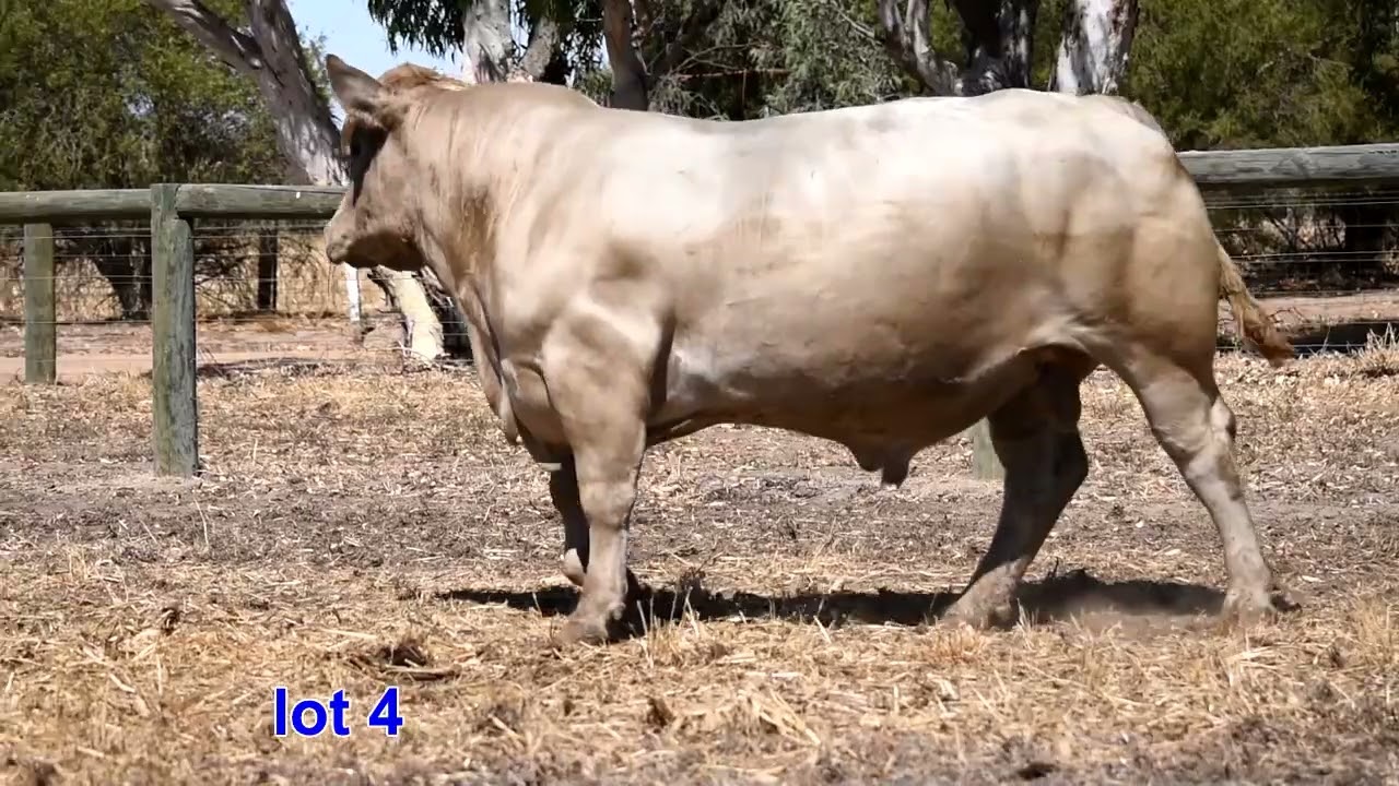 Lot 4 2026 sale