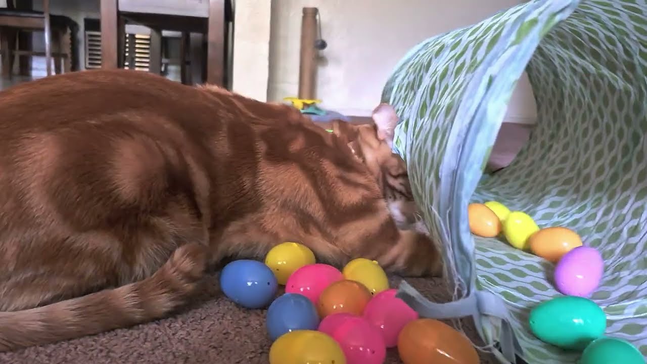 💙 Swiss 💙  playing with Easter eggs.