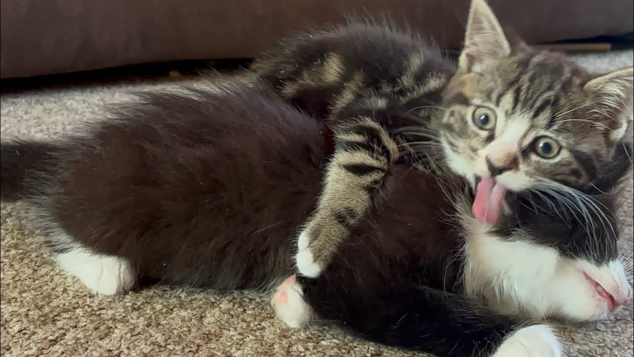 Tabby kitten compilation playing 