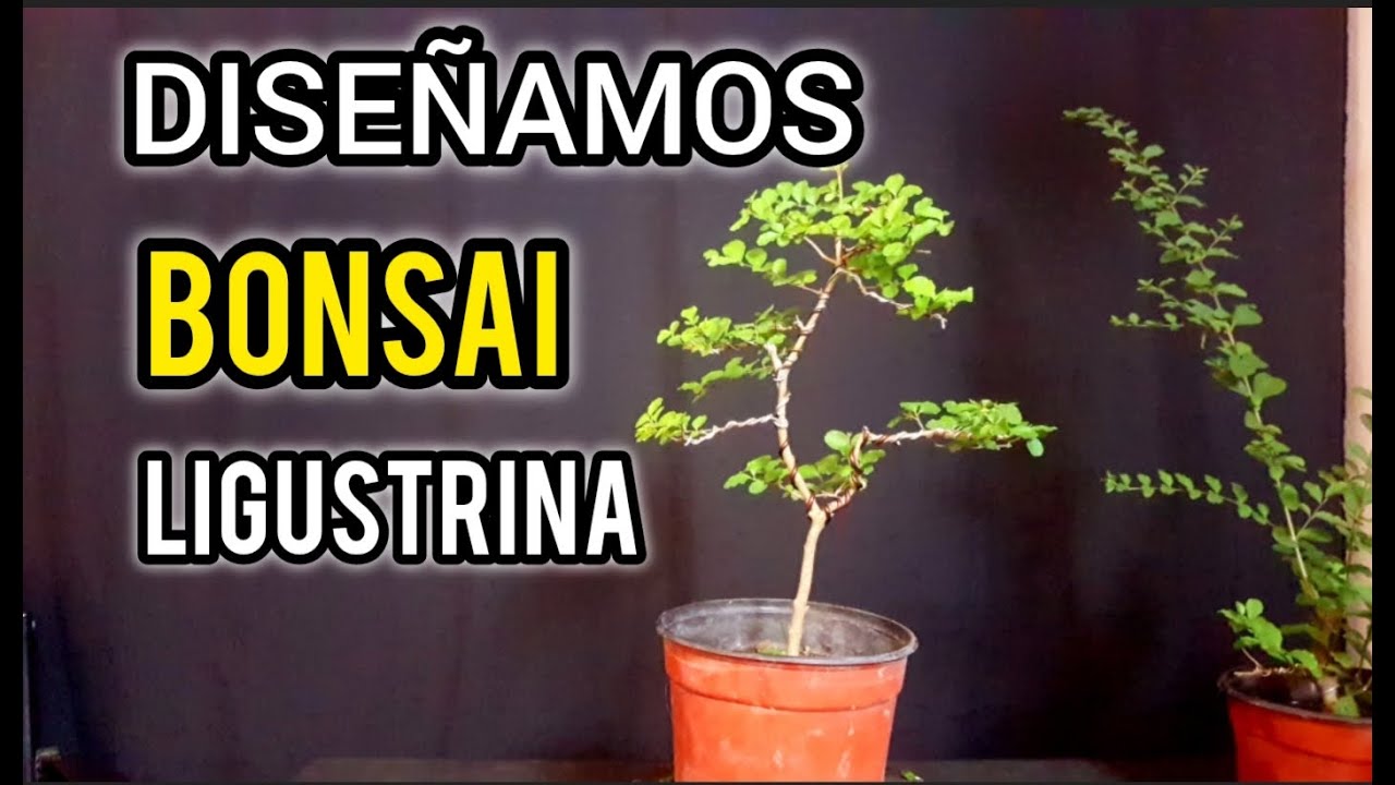 COMO HACER UN BONSAI desde plantines de ligustrina!!! MUY FACIL
