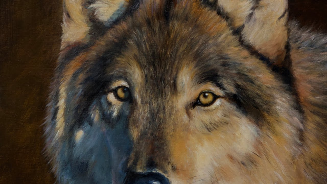Wolf Portrait - Time Lapse