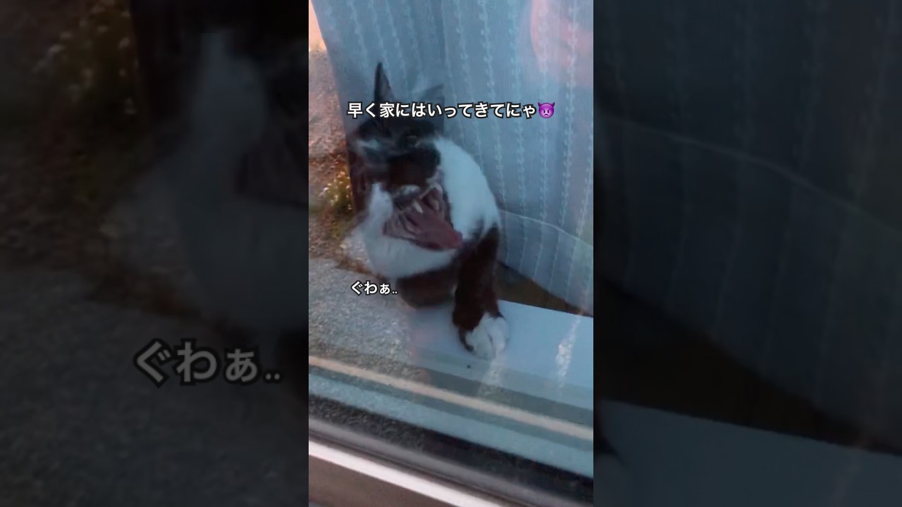 窓から覗くモグワイ#子猫癒し #生後7ヶ月 #保護猫 #雑種 #ねこ部 #cat #お留守番 #ジブリ