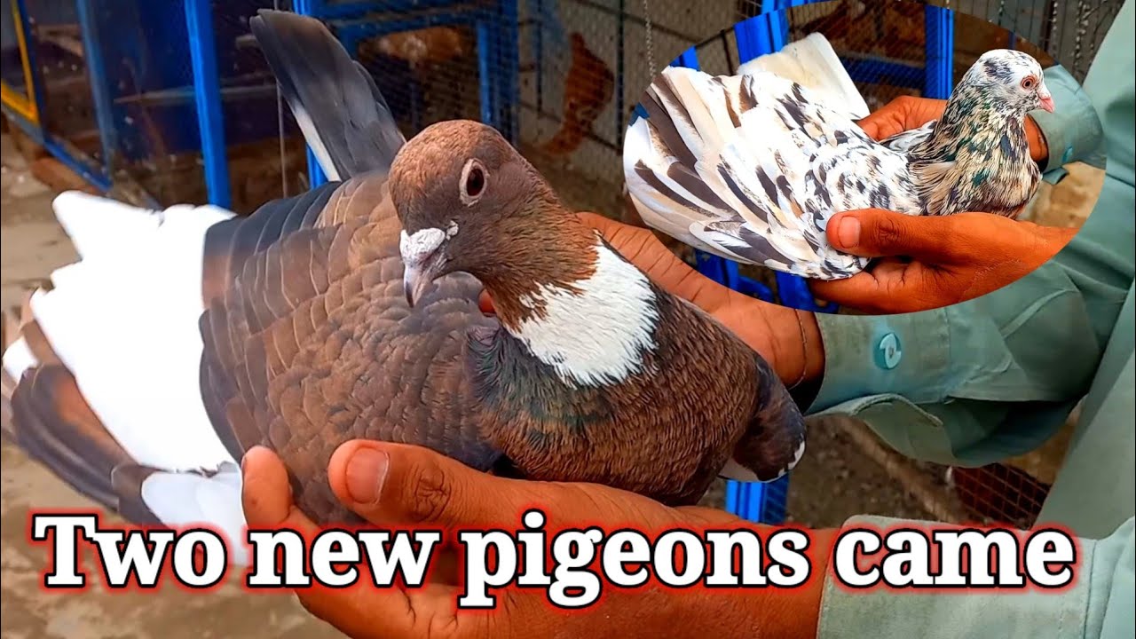2 New Pigeons Came| Pigeon videos | Fancy Pigeon Video | Kabootar Bazi |