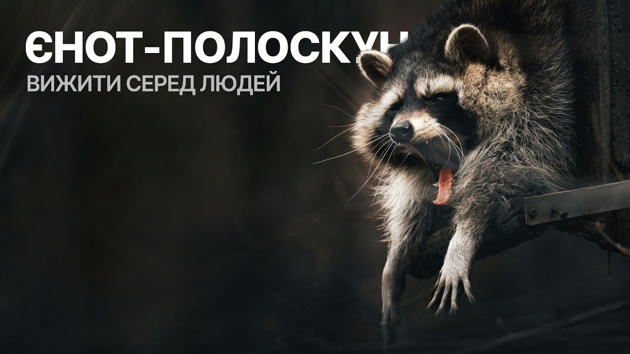 Єнот-полоскун — пухнастий загарбник чи новий друг української фауни?