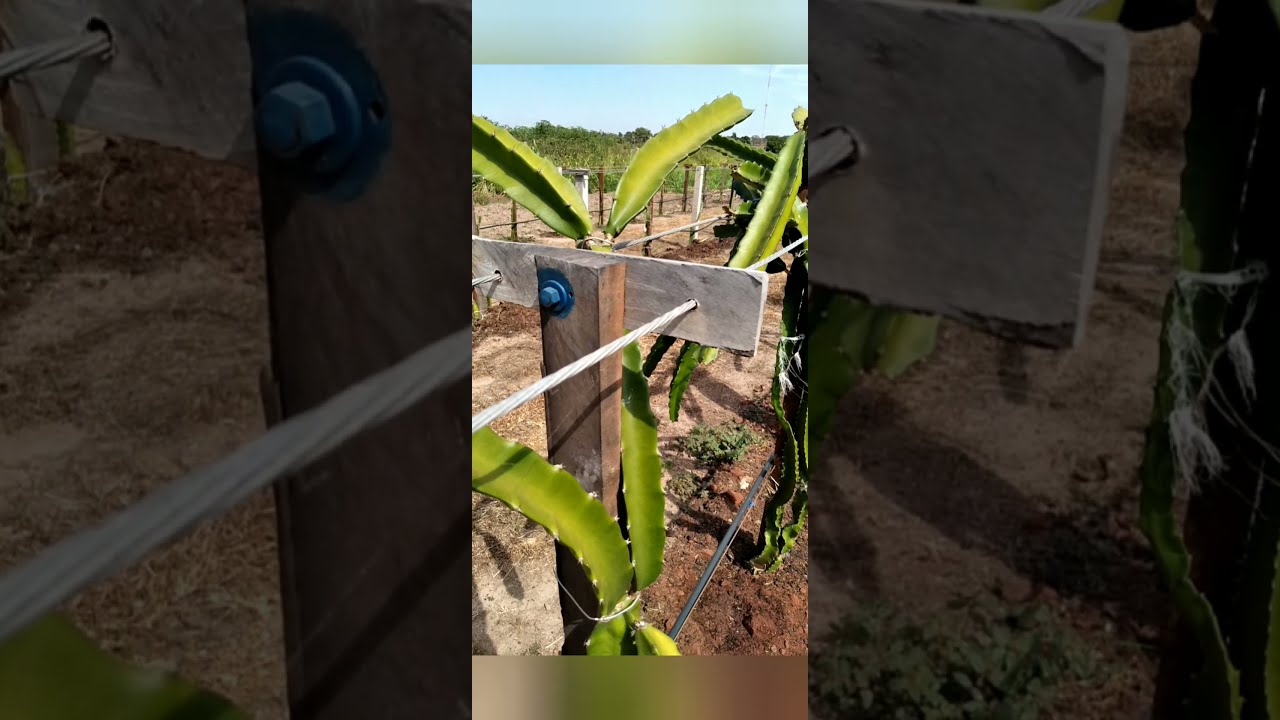 sistema de plantio  de Pitayas na espaldeira.