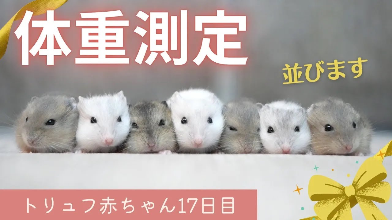 【トリュフ赤ちゃん】17日目、体重測定！並びます！～ジャンガリアンハムスター