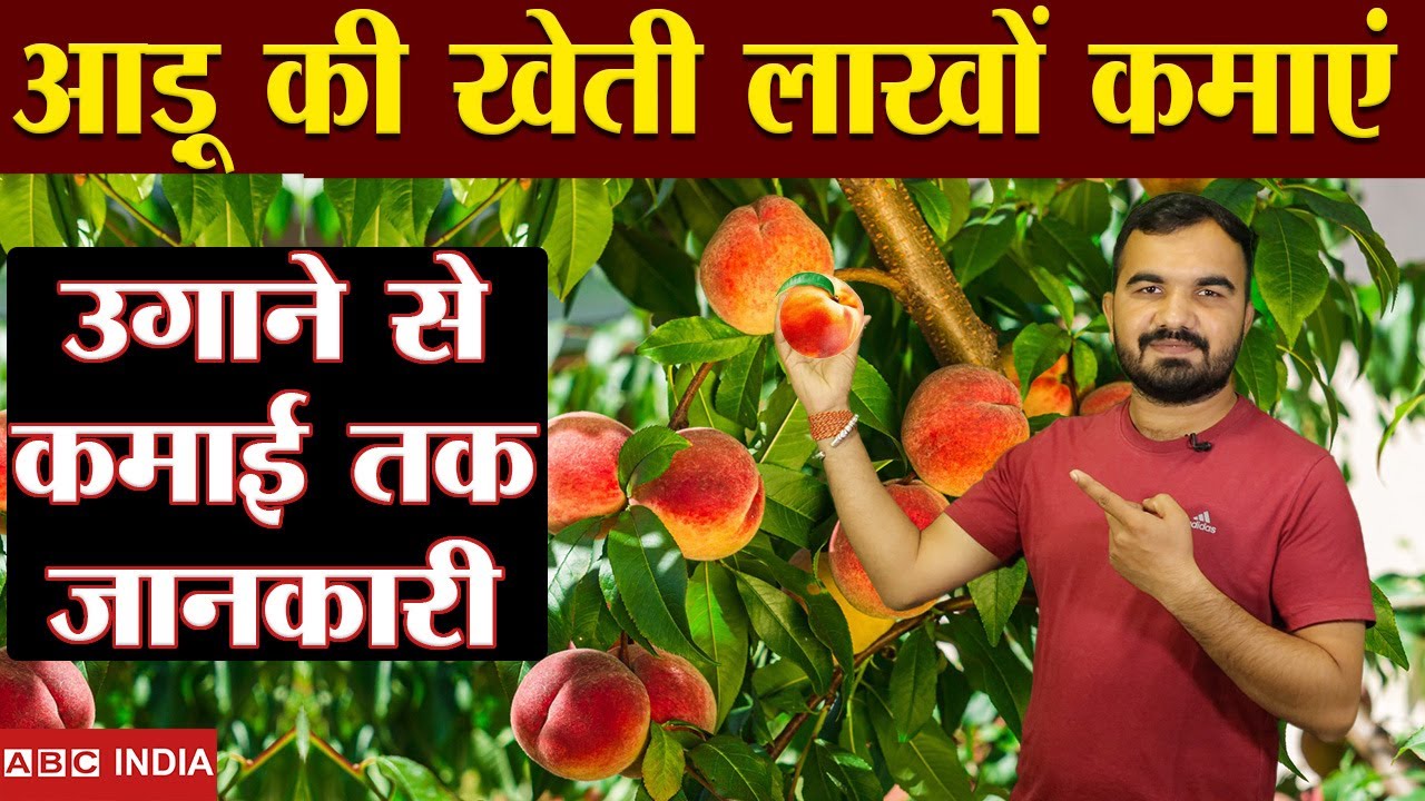 1.50 लाख प्रति एकड़ | Peach farming | Aadu ki kheti | Peach farming in india | Best peach Variety