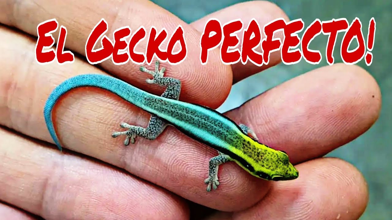 Terrario para Geckos Diurnos. Fácil y efectivo!