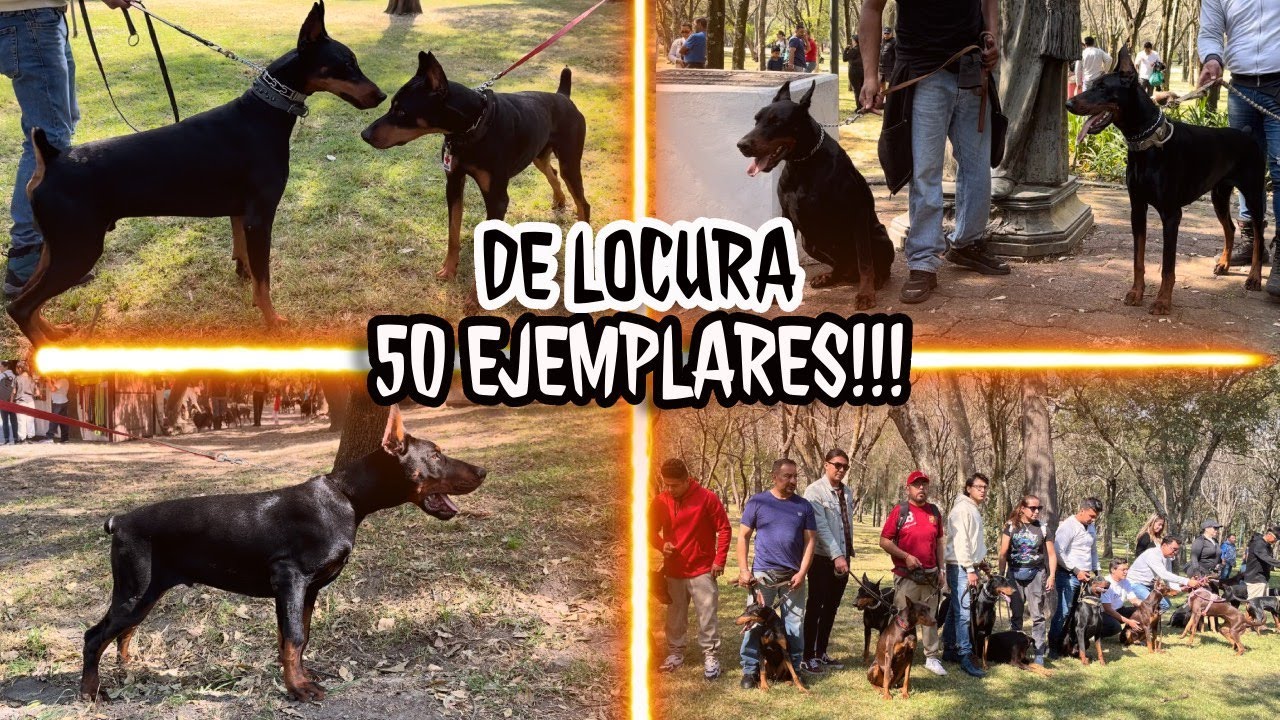 la MAYOR reunión DOBERMAN de México (europeos, americanos, cachorros y más)