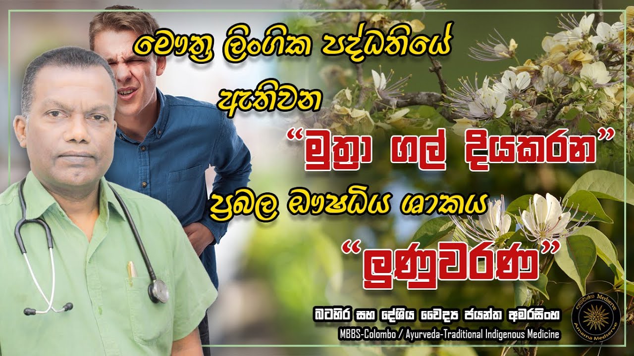 මෞත්‍ර ලිංගික පද්ධතියේ මූත්‍රා ගල් දියකිරීමේ ප්‍රධාන ඖෂධීය ශාකයක් වන ලුණුවරණ ශාකය #kidneystone