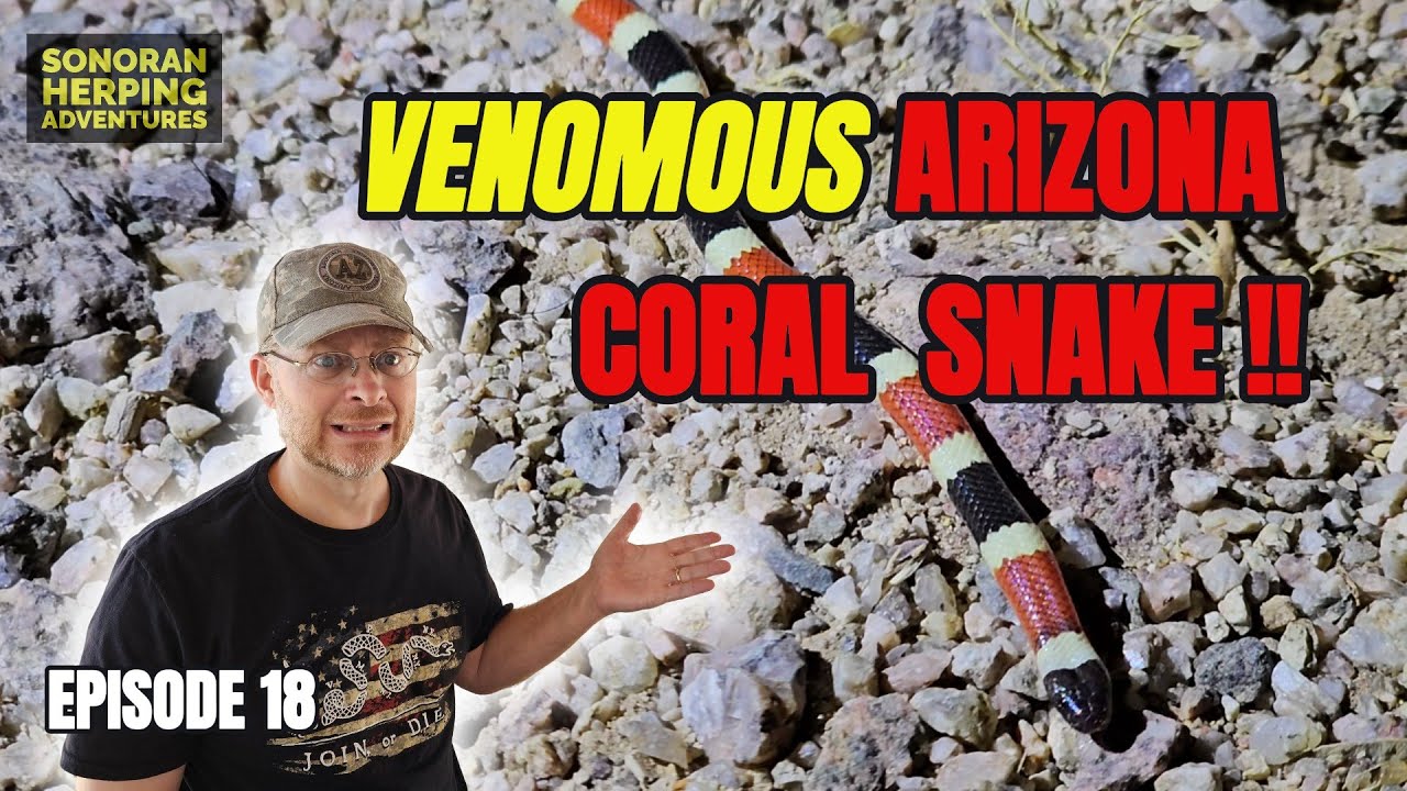 The VENOMOUS Arizona CORAL Snake - Episide 18 - Sonoran Coral Snake Herping