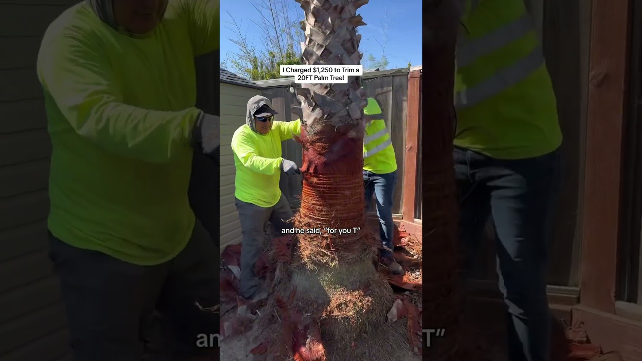 I Charged $1,250 to Trim a 20FT Palm Tree! #Shorts