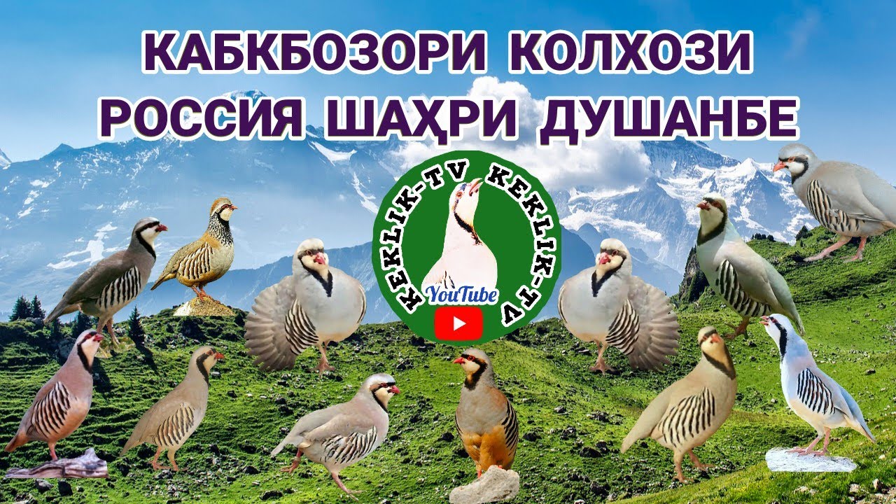 Кабкбозори Колхози Россия ш. Душанбе 19.03.2023
