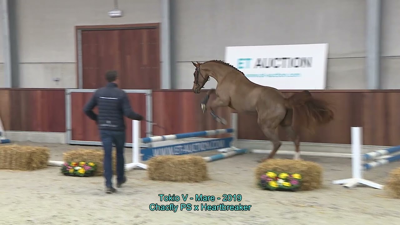 Tokio V (Chacfly PS x Heartbreaker) - Mare - 2019