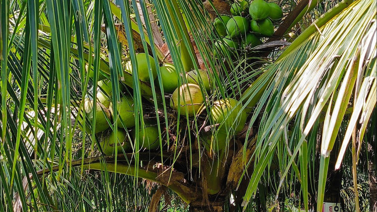 Update in our dwarf coconut as of January 24,  2026 🥰 #dwarftcoconut #dwarfcoconutfarming 