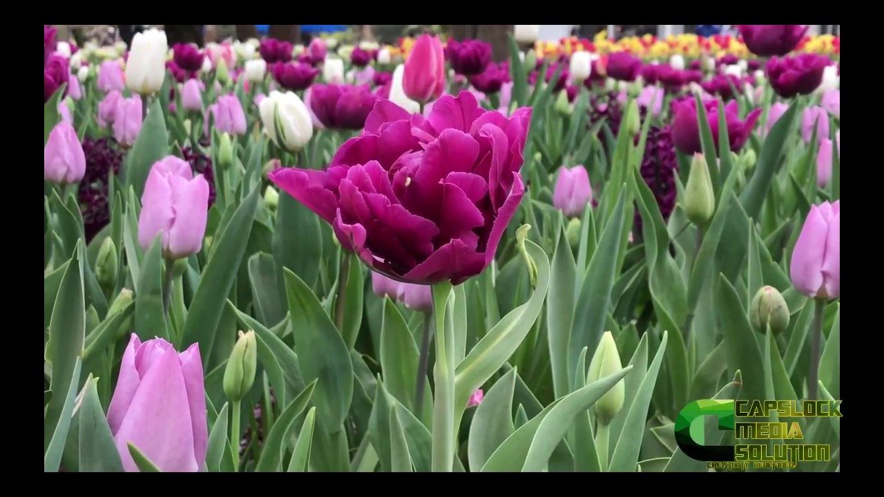 AMAZING GARDEN YOU'LL NEVER THOUGHT IT EXIST!