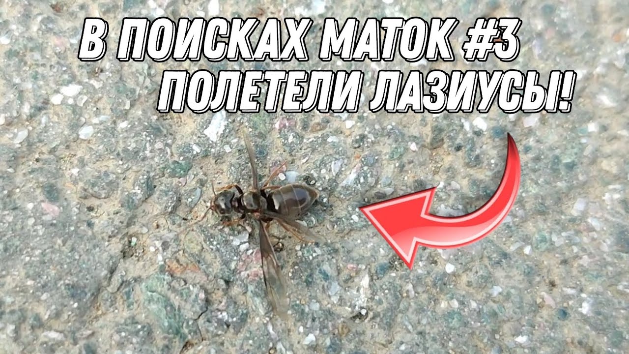 В поисках маток #3 | Полетели очень редкие муравьи! Собрали больше 50 маток! #inshot #муравьи
