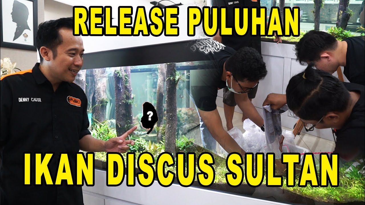 FINISHING QAMUARIUM TERBARU !! DAN DIISI PULUHAN IKAN DISCUS SULTAN YANG HARGANYA JUTAAN