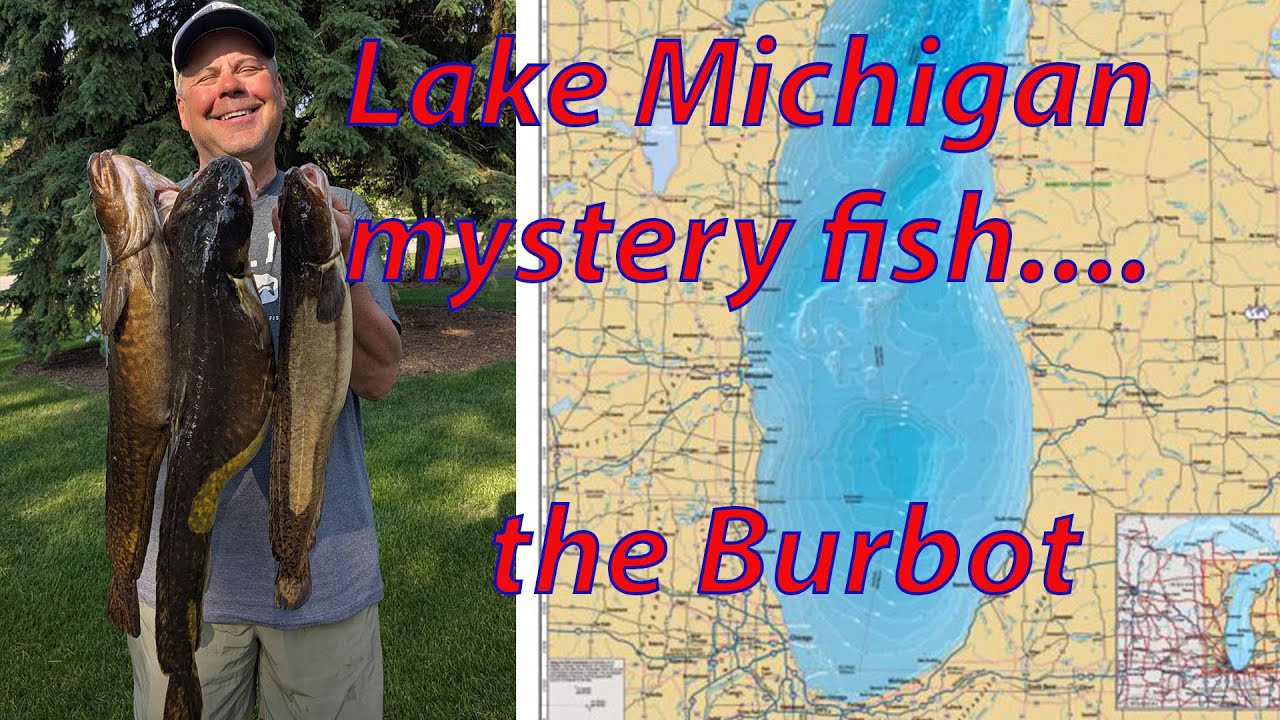 Lake Michigan mysteries fish species.... The Burbot!