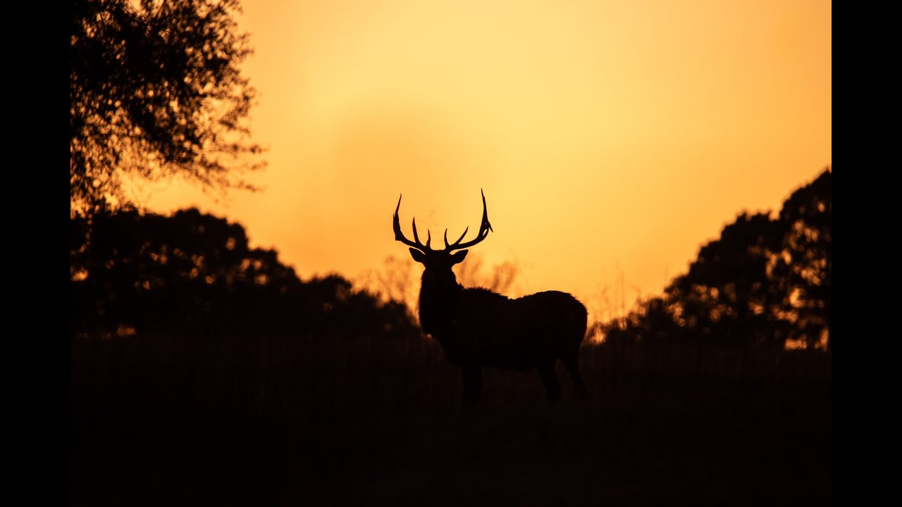 YMO Hideaway Ranch | 720 Acres | Upshur County Texas Ranch For Sale