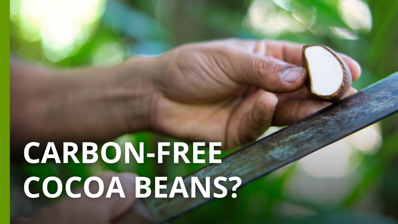 A new generation of local cocoa producers in the Amazon