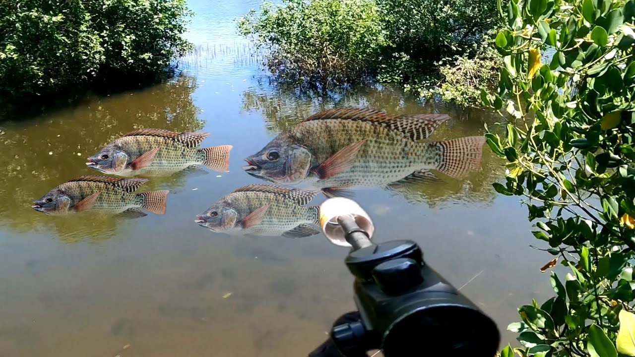 Gila ikan di sini tiada habisnya PASER IKAN NILA BABON SEPOT DALAM TAMBAK