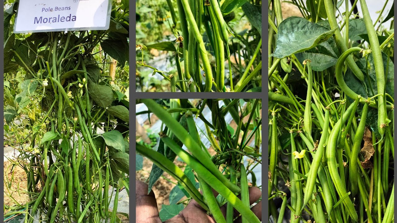 SEMINIS MORALEDA BEANS(सेमिनिस मोरालेडा बीन्स )