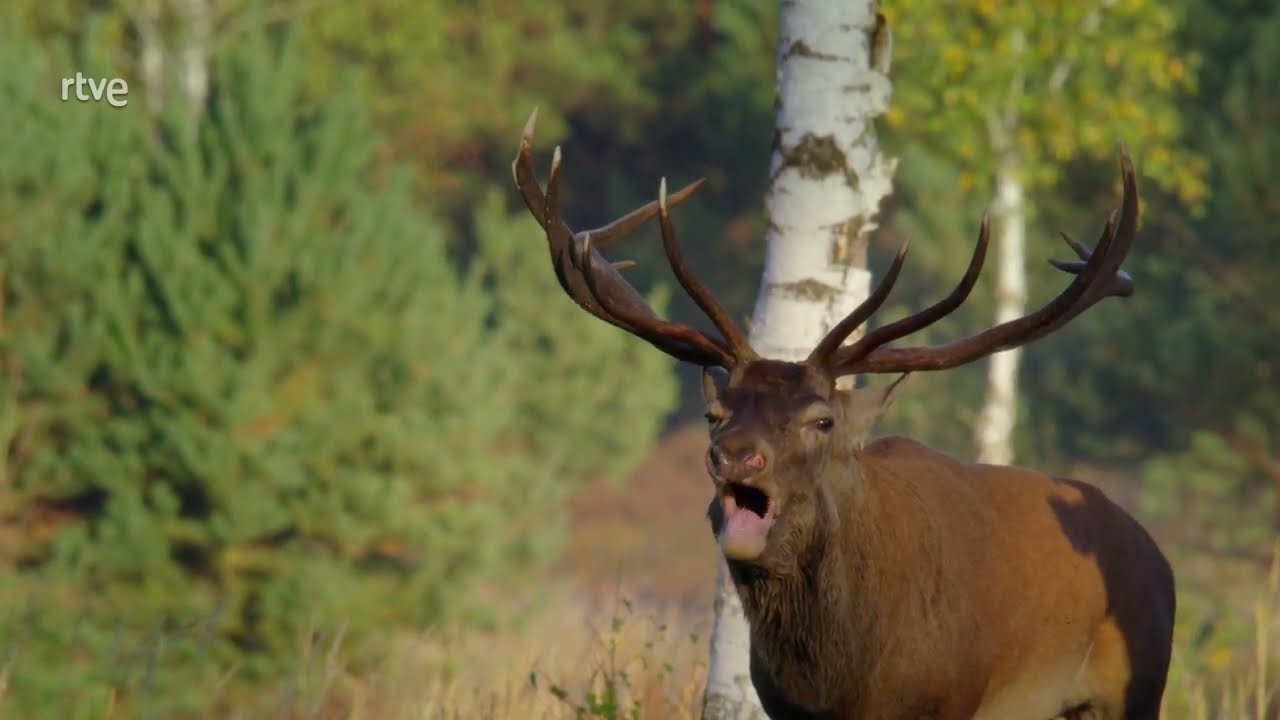 La Vida Secreta del Ciervo Rojo  |  Documental de Animales 2023 HD