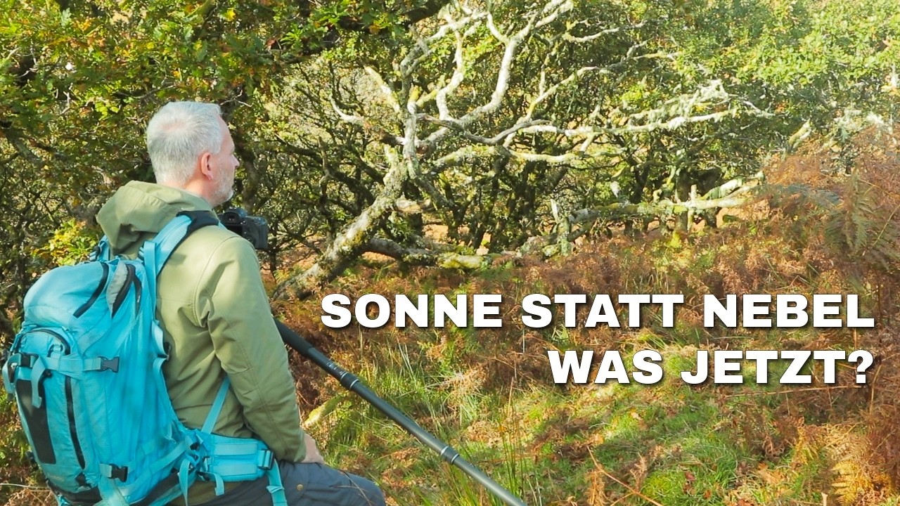 Kein Nebel! Waldfotografie bei harten Sonnenlicht