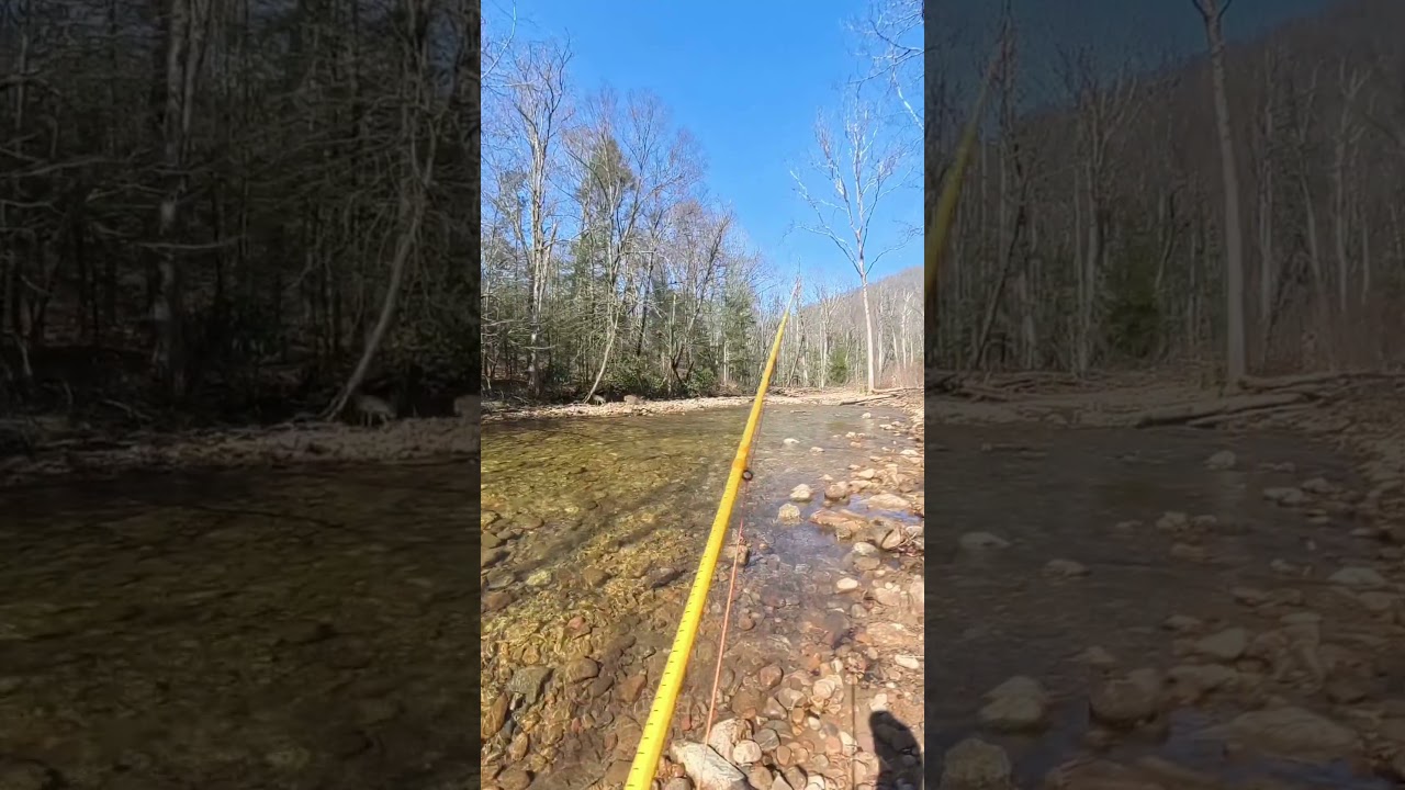 DEER Crossing River While Fly Fishing with Dog 