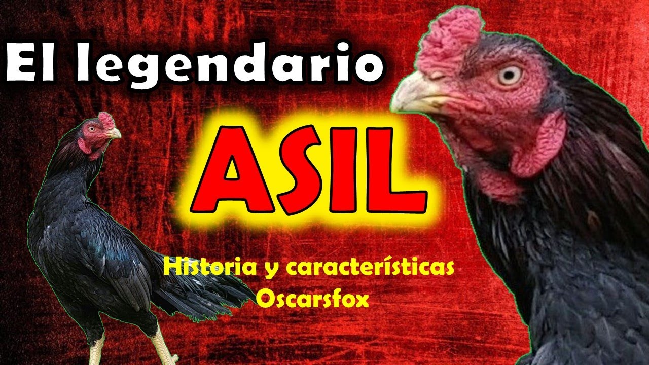 ASIL gallo / Raza de gallinas legendaria y antigua 🤠👍👍💖💖💖💖