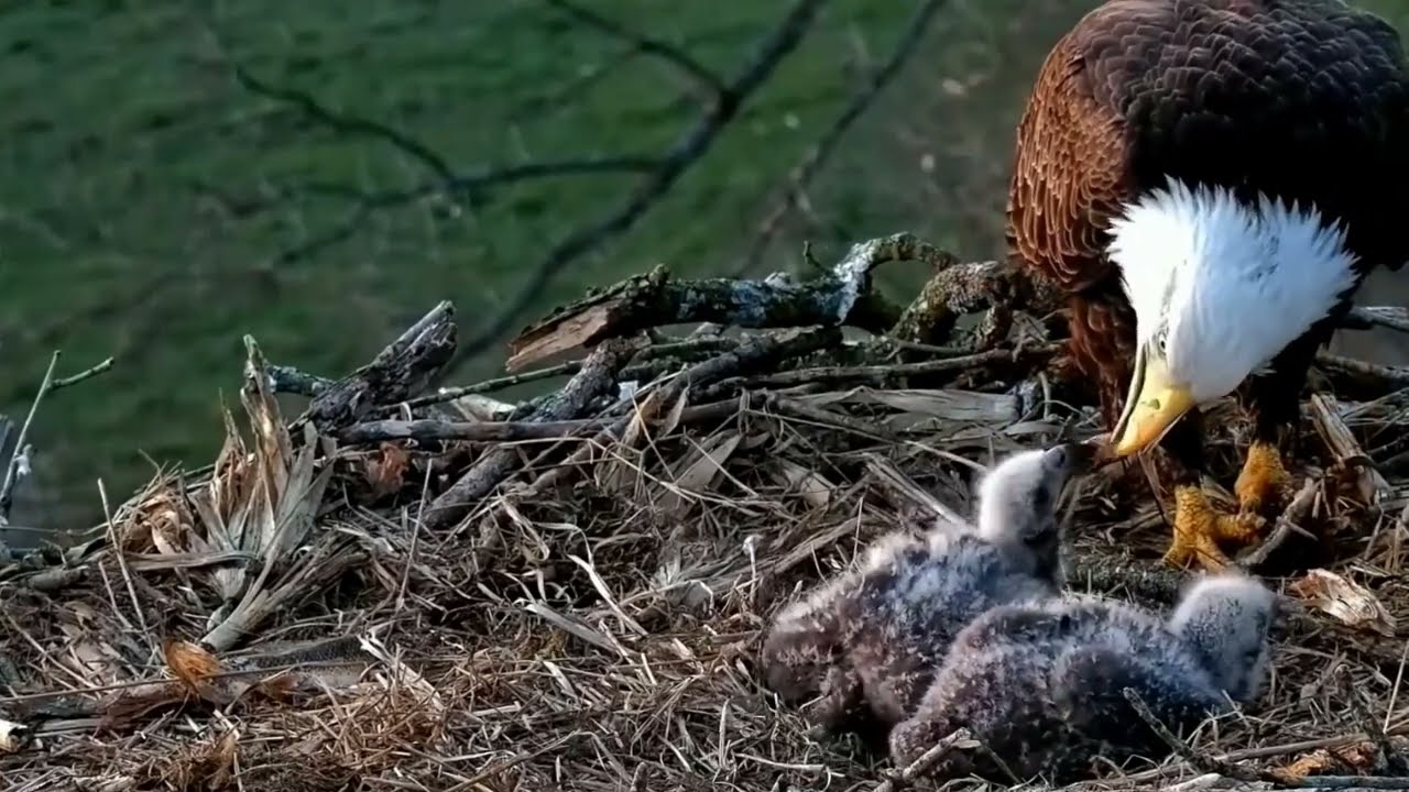 S05#130 #baldeagle | Review mother bird brings food to feed her chicks | bird nest with nature S05