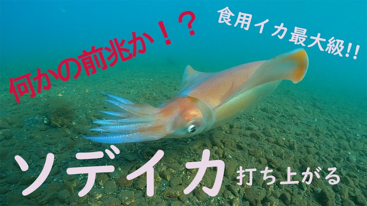 ソデイカ水中映像　静岡県沼津市大瀬崎に元気な生体ソデイカが打ちあがる　＃ソデイカ＃アカイカ＃ツツイカ