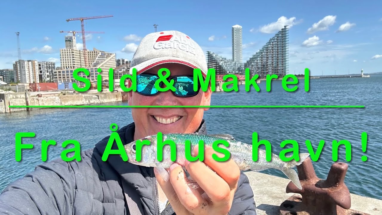 Sild & Makrel i Århus havn!