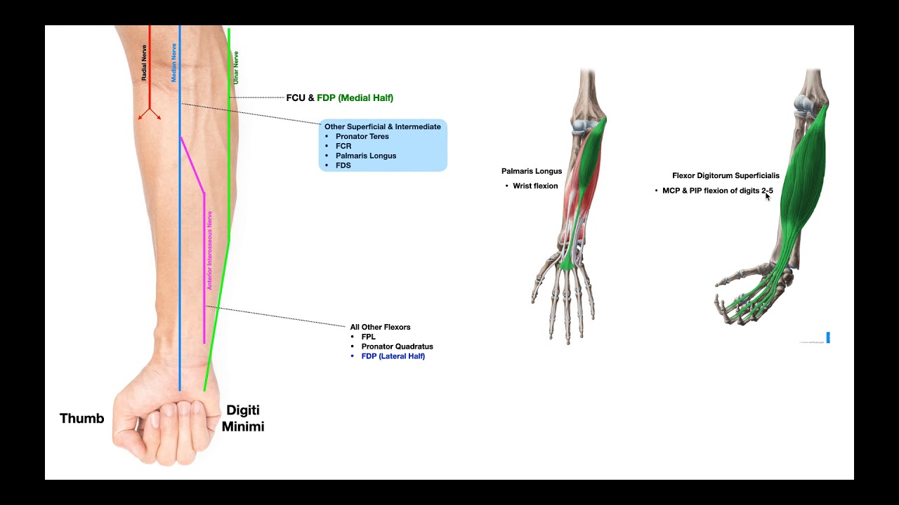 Branches of the Ulnar & Median Nerves [in Forearm]