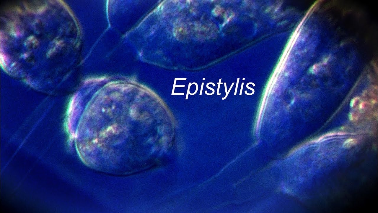 EPISTYLIS