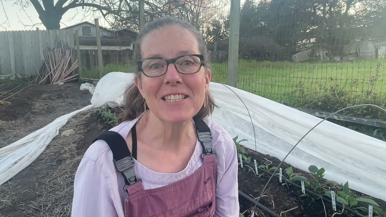 238. Planting Dahlia Seedlings in 4