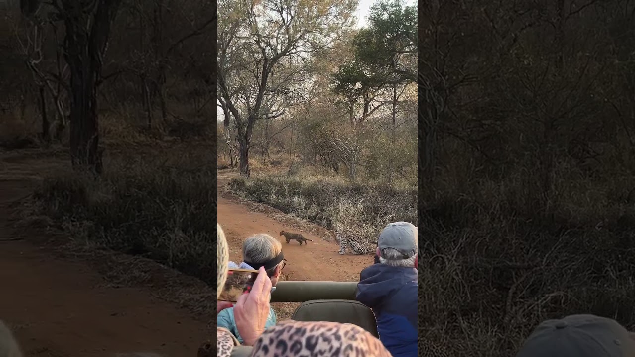 A VERY SPECIAL LEOPARD ENCOUNTER! 🐆❤️ First Sighting of Her Two Tiny Cubs  #endangeredwildlife